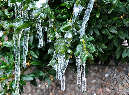 primavera, gel, fred, naturalesa, primer pla, planta, tirar, temperatura de fred, hivern, color verd, humit, bellesa a la natura, full, part de la planta, creixement, congelat, aigua, centrar-se en primer pla, dia, cap gent, cargol, a l'aire lliure, pluja, gota de pluja, fusió, temporada de pluges, puresa, rosada, 2K, CC0, domini públic, lliure de regalies