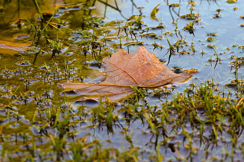 plas, blad, herfst, natuur, vallen, modderpoel, deel van de plant, verandering, water, dag, fabriek, droog, geen mensen, detailopname, buitenshuis, vallend, esdoorn blad, boom, bladeren, schoonheid in de natuur, drijvend, kwetsbaarheid, drijvend op water, natuurlijke toestand, 2K, CC0, publiek domein, royaltyvrij
