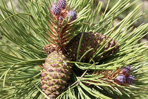 tallskott, tall, granbarr, växt, tillväxt, grön färg, natur, närbild, inget folk, skönhet i naturen, träd, barrträd, dag, Pinaceae, fokusera på förgrunden, blomma, nål - växtdel, friskhet, utomhus, blad, frukt, lila, 2K, CC0, offentligt domän, royaltyfria
