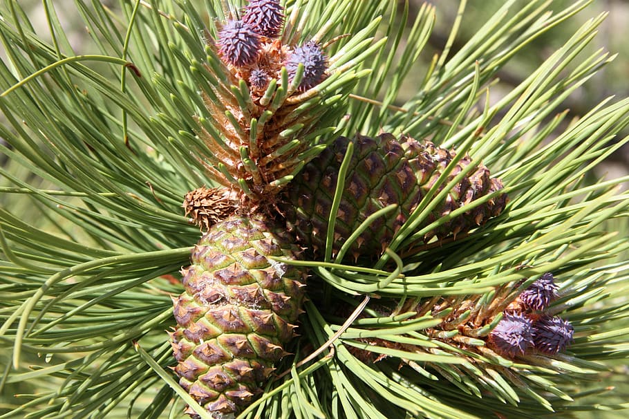 grankogle, fyrretræ, grannåle, plante, vækst, grøn farve, natur, tæt på, ingen mennesker, skønhed i naturen, træ, nåletræ, dag, Pinaceae, fokus på forgrunden, blomst, nål - plante del, friskhed, udendørs, blad, frugt, lilla, 2K