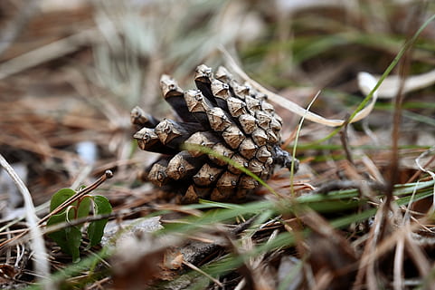 pi, pinya de pi, bosc, macro, agulles, primavera, enfocament selectiu, planta, primer pla, naturalesa, terra, dia, cap gent, sec, creixement, camp, bellesa a la natura, herba, menjar, arbre, a l'aire lliure, tranquil·litat, fong, vegetals, arbre de coníferes, 5K, CC0, domini públic, lliure de regalies