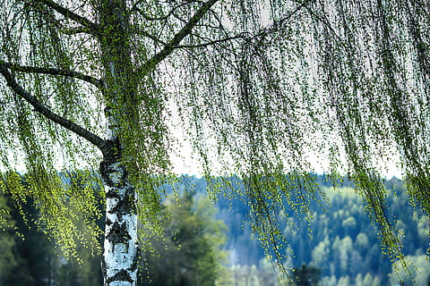 birk, træ, blad, natur, forår, plante, skønhed i naturen, vækst, ro, jord, Skov, rolig scene, bagagerum, ingen mennesker, dag, træstamme, scenics - natur, lav vinkel visning, ikke-urbane scene, grøn farve, friskhed, udendørs, blomstrende plante, 5K, CC0, offentligt domæne, royaltyfrie