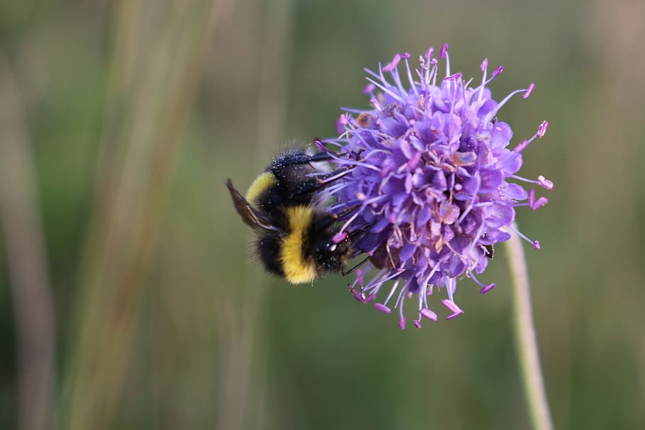 abella, bumble bee, insecte, flor, Abellot, error, planta amb flors, fragilitat, vulnerabilitat, invertebrat, planta, frescor, bellesa a la natura, un animal, temes d'animals, pètal, fauna animal, animal, animals a la natura, creixement, primer pla, cap de flor, porpra, polinització, cap gent, 5K