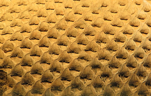 baggrund, mønster, struktur, natur, forstening, fuld ramme, baggrunde, tekstureret, tæt på, ingen mennesker, gentagelse, form, design, materiale, abstrakt, indendørs, Brun, gul, tekstil, dyr, detalje, dyre temaer, geometrisk form, dag, 5K, CC0, offentligt domæne, royaltyfrie