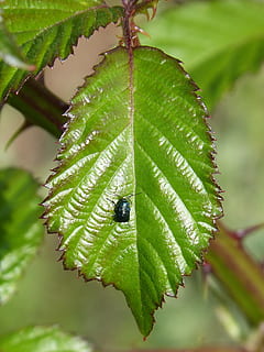 foglia di mora, coleottero verde, minuscolo, foglia, parte vegetale, colore verde, pianta, avvicinamento, crescita, concentrarsi sulle conoscenze acquisite, natura, nessuno, bellezza nella natura, giorno, invertebrato, insetto, freschezza, far cadere, all'aperto, messa a fuoco selettiva, bagnato, un animale, acqua, le foglie, rugiada, purezza, 2K, CC0, dominio pubblico, privo di copyright