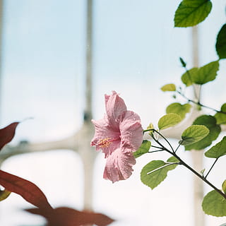 pink flower, plant, flower, blossom, pollen, geranium, leaf, hibiscus, veins, petal, acanthaceae, amaryllis, sunlight, lupin, rust, flare, light, rose, bud, sprout, handrail, flowering plant, beauty in nature, freshness, close-up, vulnerability, fragility, inflorescence, nature, plant part, flower head, focus on foreground, growth, pink color, no people, day, outdoors, springtime, 5K, CC0, public domain, royalty free