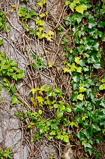 árvore, tronco de árvore, tronco, natural, latido, textura, orgânico, sai, parte da planta, folha, crescimento, plantar, cor verde, dia, natureza, ninguém, terra, beleza na natureza, campo, ao ar livre, fechar-se, hera, tranquilidade, planta trepadeira, seco, visão de alto ângulo, floresta, 5K, CC0, domínio público, royalty free