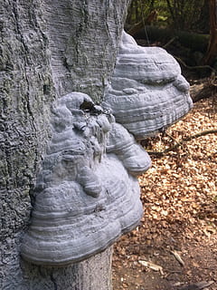 arbre, banc dels elfs, bosc, sòlid, dia, rock, cap gent, rock - object, naturalesa, formació de roca, terra, tranquil·litat, art i artesania, representació, a l'aire lliure, bellesa a la natura, creativitat, destinacions de viatge, escultura, primer pla, escena no urbana, geologia, pedra, 2K, CC0, domini públic, lliure de regalies