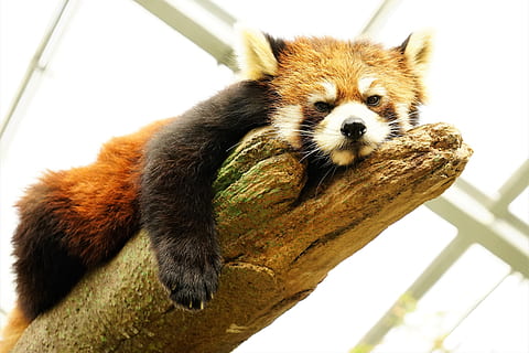 dier, schattig, knorrig rode panda, dierlijke thema's, één dier, zoogdier, gewerveld, dierenleven, geen mensen, lage hoekweergave, ontspanning, dieren in het wild, detailopname, focus op de voorgrond, huisdieren, huiselijk, boom, tak, buitenshuis, natuur, snorhaar, 4K, CC0, publiek domein, royaltyvrij