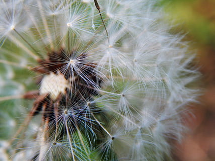 mælkebøtter, mælkebøtte, makro, fnug, forår, skrøbelighed, sårbarhed, blomst, tæt på, friskhed, skønhed i naturen, plante, blomstrende plante, blødhed, vækst, natur, ingen mennesker, hvid farve, mælkebøtte frø, dag, blomsterstand, udendørs, udyrkede, selektiv fokusering, blomsterhoved, 4K, CC0, offentligt domæne, royaltyfrie