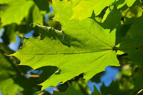 list, zelená, javor, Javorový list, stříbrný javor, strom, acer saccharinum, acer, rostlinné části, zelená barva, rostlina, růst, detail, Příroda, zaměřit se na popředí, den, nikdo, krása v přírodě, listy, slunečního světla, venku, listová žíla, selektivní zaměření, klid, 5K, CC0, veřejná doména, bez autorských práv