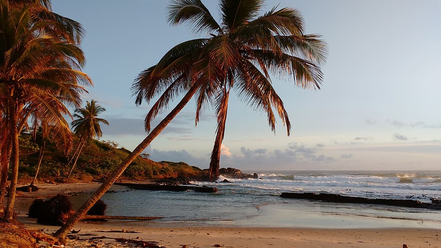 illots, platja, sol, aigua, mar, terra, Palmera, cel, clima tropical, arbre, bellesa a la natura, tranquil·litat, escenics - natura, escena tranquil·la, naturalesa, horitzó sobre l’aigua, planta, horitzó, cap gent, sorra, a l'aire lliure, palmera de coco, fulla de palma, arbre tropical, 4K