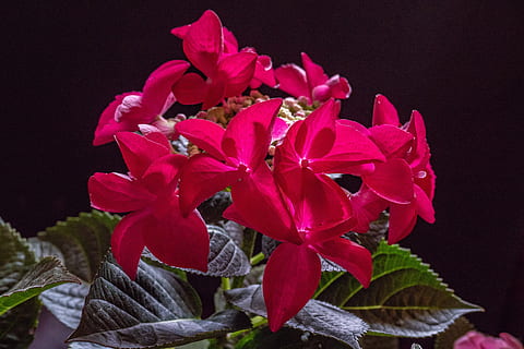 hydrangea, bunga, merah, tanaman berbunga, menanam, kesegaran, kerentanan, keindahan di alam, kerapuhan, merapatkan, daun bunga, warna merah jambu, kepala bunga, pertumbuhan, tidak ada orang, hal berkembang, alam, daun, bagian tanaman, fokus pada latar depan, latar belakang hitam, seikat bunga, merangkai bunga, 5K, CC0, domain publik, bebas royalti