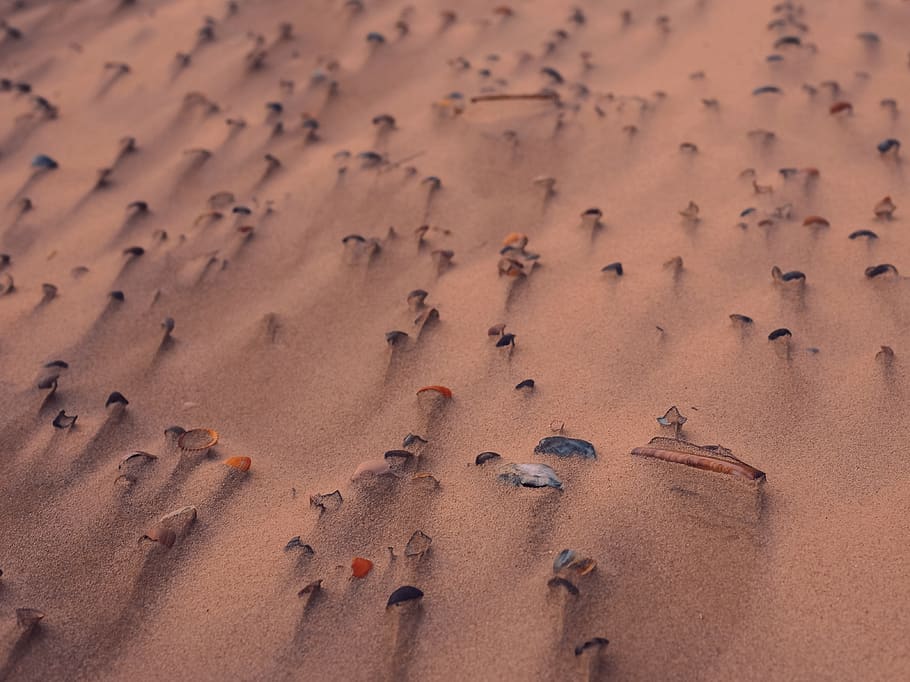 Schale, Sand, Meer, Muschel, Strandsand, Land, Wüste, High Angle View, keine Leute, Natur, braun, Tag, Vollbild, Hintergründe, große Gruppe von Tieren, Schönheit in der Natur, trockenes Klima, Strand, Szenen - Natur, Ruhe, Tiere in freier Wildbahn, Sonnenlicht, Tier, Tierthemen, Klima, 4K