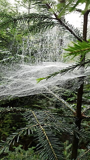 Spinnweben, Spinnennetz, Fall, Netz, Pflanze, Wachstum, Baum, grüne Farbe, Natur, keine Leute, Pflanzenteil, Schönheit in der Natur, Blatt, Tag, Nahansicht, Ruhe, draußen, Land, Wald, tropisches Klima, Fokus auf den Vordergrund, Palme, Wasser, Blätter, Palmblatt, 4K, CC0, gemeinfrei, lizenzfrei