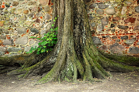 tree, log, root, wall, plant, growth, trunk, tree trunk, no people, day, nature, architecture, land, outdoors, green color, built structure, plant part, moss, old, tranquility, beauty in nature, stone wall, bark, 5K, CC0, public domain, royalty free