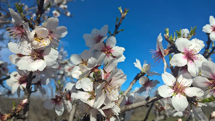 forår, mandel, himmel, blomstrende plante, plante, blomst, skrøbelighed, friskhed, sårbarhed, skønhed i naturen, vækst, træ, blomstre, kronblad, tæt på, afdeling, natur, ingen mennesker, hvid farve, Kvist, pollen, blomsterhoved, kirsebær blomst, udendørs, Kirsebærtræ, 2K