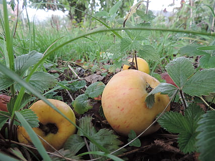 poma, inesperat, menjar i beguda, alimentació saludable, menjar, fruita, full, creixement, planta, frescor, part de la planta, benestar, naturalesa, cap gent, dia, color verd, primer pla, terra, camp, arbre, a l'aire lliure, fruita de poma, madur, 4K, CC0, domini públic, lliure de regalies