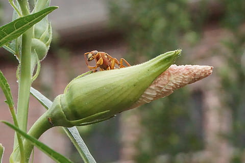 bee, closeup, outside, animal wildlife, animal themes, animals in the wild, animal, plant, invertebrate, green color, close-up, plant part, one animal, insect, leaf, nature, focus on foreground, no people, day, beauty in nature, flowering plant, flower, growth, outdoors, 5K, CC0, public domain, royalty free
