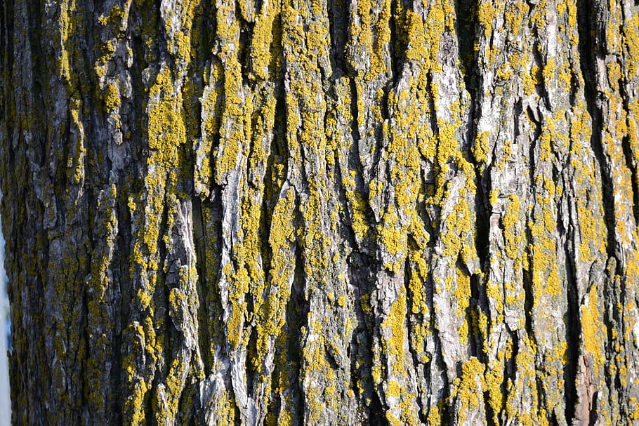 árbol, textura, natural, madera, bosque, modelo, fotograma completo, texturizado, antecedentes, tronco de arbol, el maletero, nadie, áspero, día, planta, naturaleza, material de madera, de cerca, al aire libre, crecimiento, planta de corteza, erosionado, patrón natural, belleza en la naturaleza, deterioro, liquen, ladrar, efecto texturizado, 4K