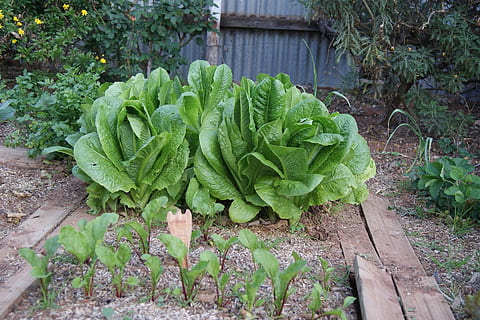 selada, Kebun sayur, akar bit, warna hijau, makanan dan minuman, sayur-mayur, pertumbuhan, menanam, makanan, kesegaran, makan sehat, tidak ada orang, alam, hari, bagian tanaman, daun, taman, kesejahteraan, organik, tampilan sudut tinggi, sayur daun, di luar rumah, berkebun, 1080P, CC0, domain publik, bebas royalti