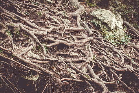 arrels, arbres, naturalesa, arrel, bosc, arbre, fusta, verd, paisatge, boscos, cobert, a l'aire lliure, por, fulles, fantasia, místic, crani, planta, cap gent, creixement, dia, marc complet, terra, tranquil·litat, part de la planta, fons, patró, tronc, tronc de l'arbre, bellesa a la natura, vista d’angle alt, complexitat, 4K, CC0, domini públic, lliure de regalies