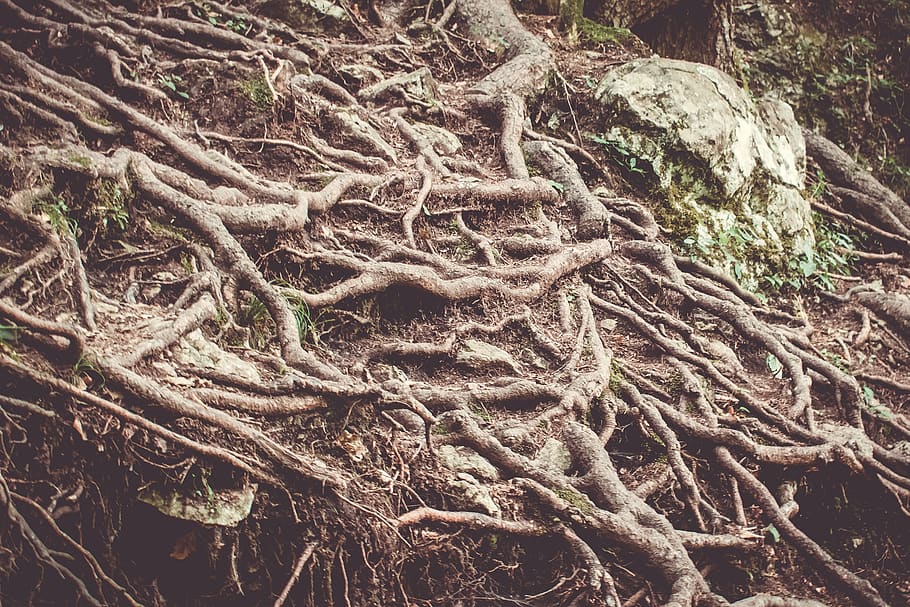 arrels, arbres, naturalesa, arrel, bosc, arbre, fusta, verd, paisatge, boscos, cobert, a l'aire lliure, por, fulles, fantasia, místic, crani, planta, cap gent, creixement, dia, marc complet, terra, tranquil·litat, part de la planta, fons, patró, tronc, tronc de l'arbre, bellesa a la natura, vista d’angle alt, complexitat, 4K