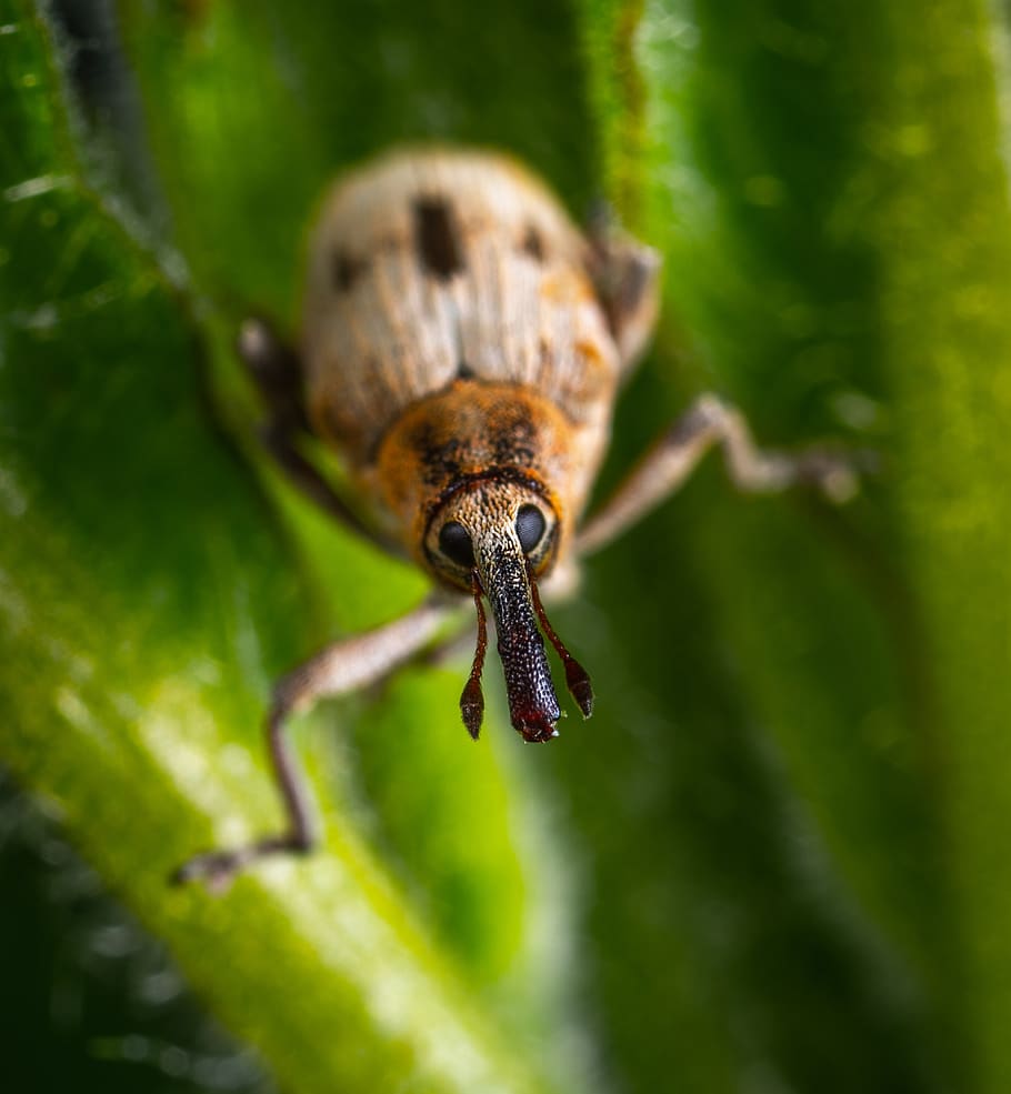 escarabat, insecte, coleòpters, morrut, macro, invertebrat, fauna animal, primer pla, un animal, animals a la natura, animal, temes d'animals, planta, naturalesa, enfocament selectiu, color verd, cap gent, dia, part de la planta, full, centrar-se en primer pla, bellesa a la natura, a l'aire lliure, creixement, 2K