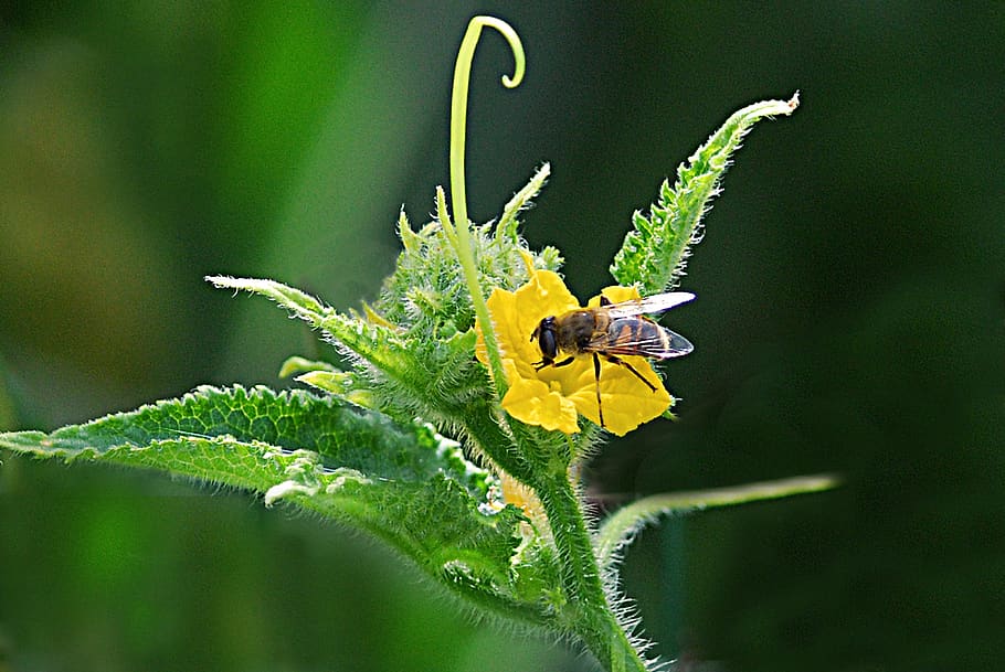 abella, flor, patata, invertebrat, insecte, temes d'animals, planta, fauna animal, planta amb flors, animals a la natura, animal, un animal, bellesa a la natura, groc, primer pla, creixement, fragilitat, color verd, vulnerabilitat, part de la planta, naturalesa, cap de flor, cap gent, a l'aire lliure, polinització, pol·len, 4K