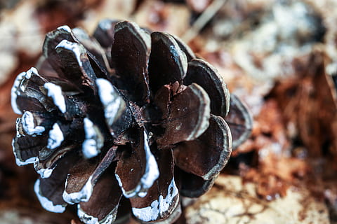 pinecone, pobūdį, makro, Iš arti, maisto, nėra žmonių, sutelkti dėmesį į naujas žinias, dieną, Maistas ir gėrimai, ruda, sausas, aukšto kampo vaizdas, pušies kūgis, lauke, šviežumas, šalta temperatūra, žiemą, atrankinis dėmesys, gyvūnas, žemės, augalų, natiurmortas, 5K, CC0, Viešasis domenas, nemokamai