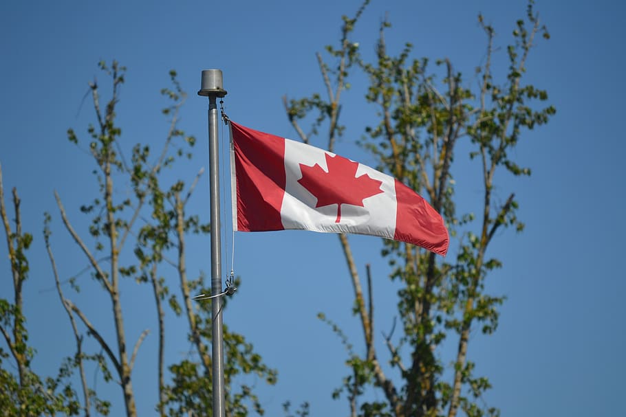 canadiske flag, flag, ahorn blad, træer, lav vinkel visning, patriotisme, himmel, rød, træ, plante, natur, skyfri himmel, dag, blå, ingen mennesker, stolthed, vækst, udendørs, pol, emotion, miljø, vind, uafhængighed, nationalt ikon, 4K