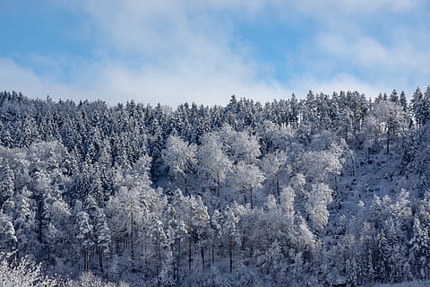 talvinen, Puut, metsä, talvimetsä, puu, kasvi, kylmä lämpötila, talvi-, kauneus luonnossa, lumi, rauhallinen kohtaus, maisemat - luonto, tyyneys, taivas, luonto, ei ihmisiä, päivä, ei-kaupunkikuvia, valkoinen väri, ympäristö, pilvi - taivas, maa, ulkona, mänty, havupuu, 5K, CC0, public domain, rojaltivapaa