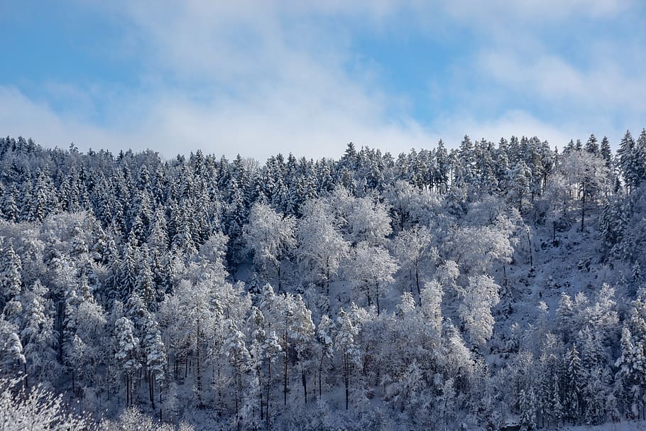 winterlich, Bäume, Wald, Winterwald, Baum, Pflanze, kalte Temperatur, Winter, Schönheit in der Natur, Schnee, ruhige Szene, Szenen - Natur, Ruhe, Himmel, Natur, keine Leute, Tag, Nicht-städtische Szene, weiße Farbe, Umgebung, wolke - himmel, Land, draußen, Kiefer, Nadelbaum, 5K