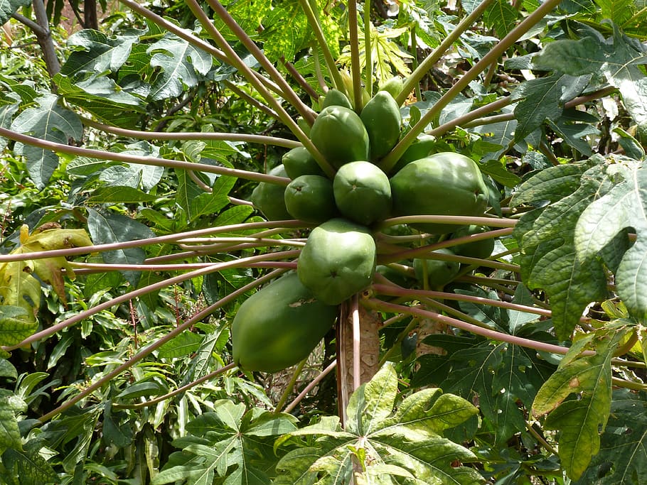 madeira, cocos, vacances, menjar, color verd, menjar i beguda, creixement, alimentació saludable, planta, fruita, full, part de la planta, frescor, arbre, naturalesa, dia, benestar, cap gent, agricultura, bellesa a la natura, a l'aire lliure, primer pla, papaia, madur, plantació, 4K
