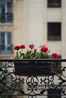 røde blomster, plante, geranium, blomst, blomstre, rækværk, vase, keramik, krukke, blomster arrangement, potteplante, gelænder, blomster buket, plantageejer, gryde, Port, hylde, Rose, talte, maskine, blomstrende plante, natur, skønhed i naturen, arkitektur, friskhed, vækst, skrøbelighed, bygget struktur, ingen mennesker, sårbarhed, dag, bygning udvendig, fokus på forgrunden, tæt på, bygning, udendørs, blomsterkrukke, blomsterhoved, vindues boks, smedejern, 5K, CC0, offentligt domæne, royaltyfrie