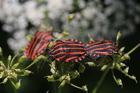 macro, insetto, strip bug, pianta, avvicinamento, parte vegetale, foglia, natura, concentrarsi sulle conoscenze acquisite, nessuno, crescita, bellezza nella natura, giorno, fiore, colore arancione, all'aperto, fragilità, vulnerabilità, colore verde, freschezza, pianta fiorita, invertebrato, testa di fiore, farfalla - insetto, le foglie, 5K, CC0, dominio pubblico, privo di copyright