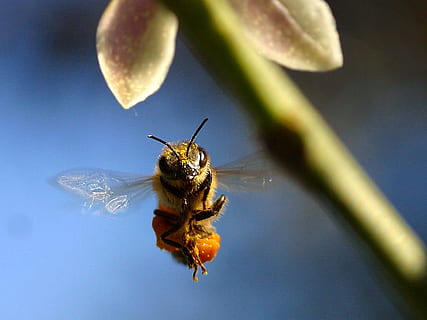 Biene, Pollen, Flügel, schweben, fliegend, Insekt, Natur, Tiere, Fauna, Umgebung, Makro, Nahansicht, wirbellos, Tierthemen, ein Tier, Tier, Tierwelt, Tiere in freier Wildbahn, keine Leute, Blume, Zerbrechlichkeit, selektiver Fokus, Tierflügel, draußen, Tag, Schönheit in der Natur, Pflanze, Blauer Hintergrund, Bestäubung, , CC0, gemeinfrei, lizenzfrei