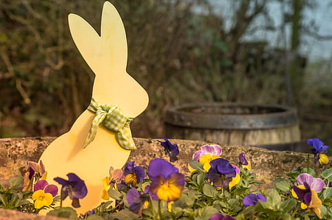 Pasqua, conill de Pasqua, llebre, primavera, Feliç Pasqua, conill, xifres, decoració de pasqua, figura, targeta de felicitació, figures de Pasqua, festa, flor, planta amb flors, planta, naturalesa, representació, primer pla, creixement, bellesa a la natura, cap gent, centrar-se en primer pla, frescor, dia, pètal, a l'aire lliure, groc, inflorescència, religió, representació animal, cap de flor, porpra, jardineria, 4K, CC0, domini públic, lliure de regalies