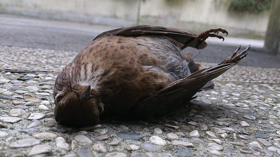 uccello, Morte, morto, temi animali, animale, fauna selvatica, un animale, nessuno, vertebrato, animali allo stato selvatico, concentrarsi sulle conoscenze acquisite, giorno, natura, avvicinamento, strada, all'aperto, tartaruga, sentiero, lunghezza intera, città, giovane animale, rilassamento, 4K, CC0, dominio pubblico, privo di copyright