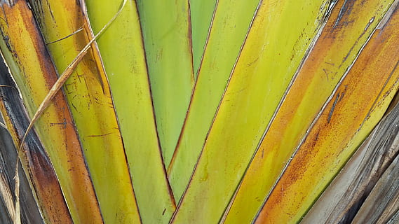 full, estructura, exòtic, textura, fulles, fons, naturalesa, patró, palmell, fulla de palma, estructures, pal de ventall, cap gent, creixement, primer pla, color verd, planta, dia, groc, marc complet, part de la planta, patró natural, bellesa a la natura, a l'aire lliure, tranquil·litat, multicolor, botànica, 2K, CC0, domini públic, lliure de regalies