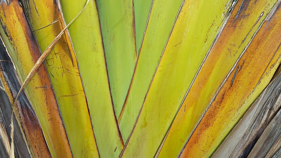 full, estructura, exòtic, textura, fulles, fons, naturalesa, patró, palmell, fulla de palma, estructures, pal de ventall, cap gent, creixement, primer pla, color verd, planta, dia, groc, marc complet, part de la planta, patró natural, bellesa a la natura, a l'aire lliure, tranquil·litat, multicolor, botànica, 2K