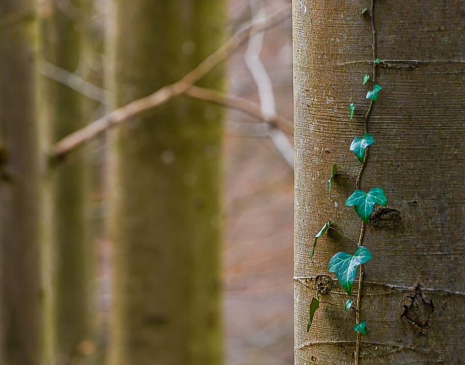 boom, hout, scherm, fabriek, focus op de voorgrond, detailopname, geen mensen, boomstam, romp, natuur, dag, hout - materiaal, groei, groene kleur, buitenshuis, land-, klimplant plant, schoonheid in de natuur, draad, dierlijke thema's, Bos, kalmte, 4K