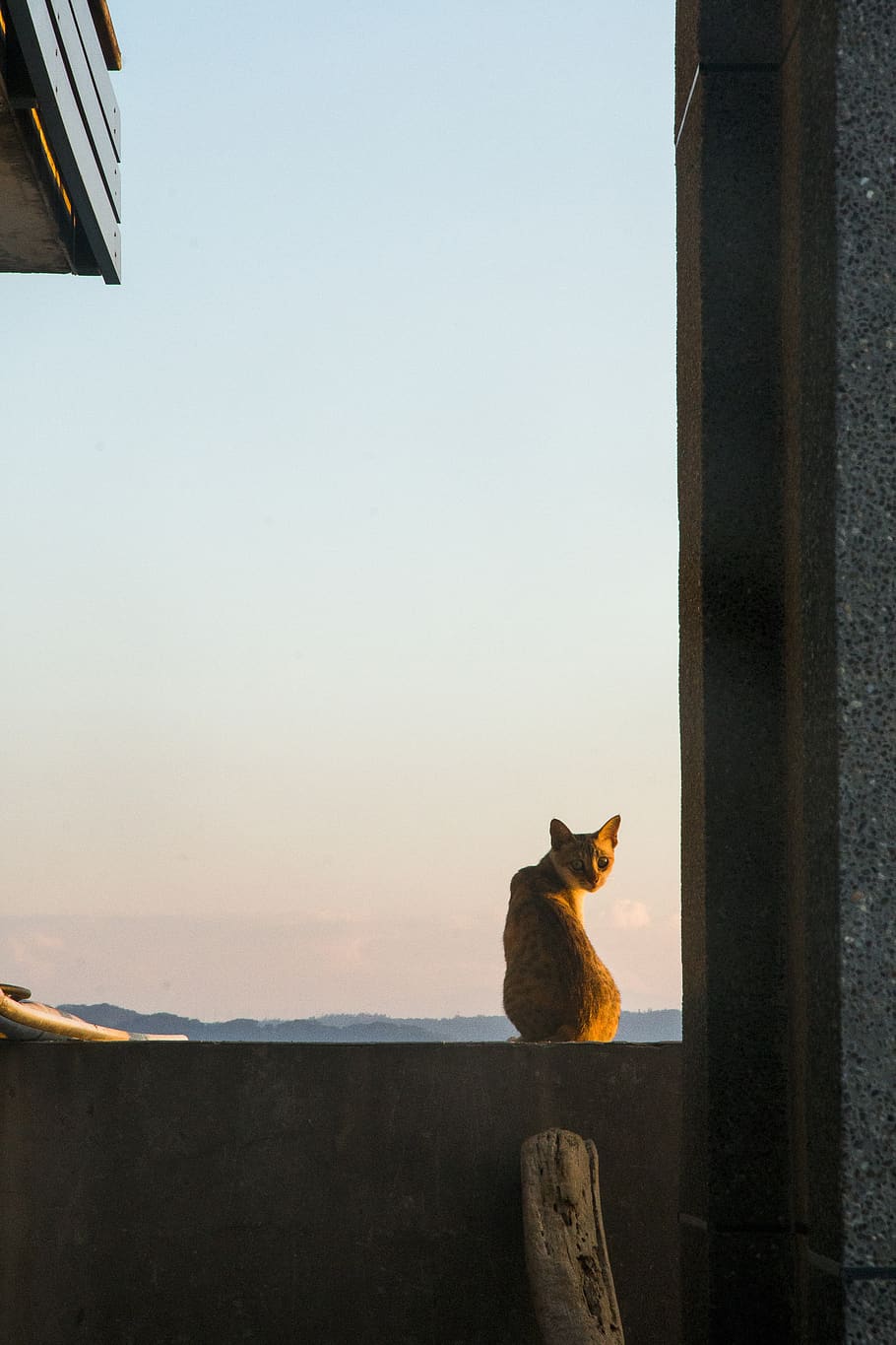 gatto, rancori, guardando indietro, un animale, mammifero, animali domestici, domestico, temi animali, animale, vertebrato, felino, gatto domestico, seduta, nessuno, struttura costruita, architettura, cielo, giorno, natura, cielo sereno, parete, baffo, 5K