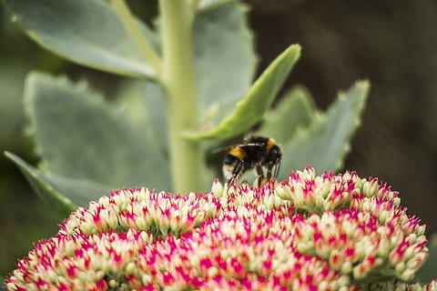 Biene, Blume, Frühling, ein Tier, blühende Pflanze, Tier, Tierwelt, Tierthemen, wirbellos, Tiere in freier Wildbahn, Pflanze, Insekt, Schönheit in der Natur, Wachstum, Zerbrechlichkeit, Frische, Verletzlichkeit, Blütenblatt, Nahansicht, Blütenkopf, Natur, keine Leute, Bestäubung, Hummel, draußen, Pollen, 5K, CC0, gemeinfrei, lizenzfrei