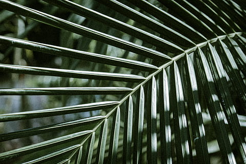 linear green-leafed plant, plant, leaf, droplet, veins, spider web, fern, blossom, flower, corridor, handrail, banister, lupin, green, pattern, texture, outdoors, garden, arbour, fractal, ornament, palm leaf, palm tree, no people, full frame, backgrounds, growth, day, tree, plant part, close-up, nature, frond, tropical climate, green color, beauty in nature, bamboo - plant, 5K, CC0, public domain, royalty free