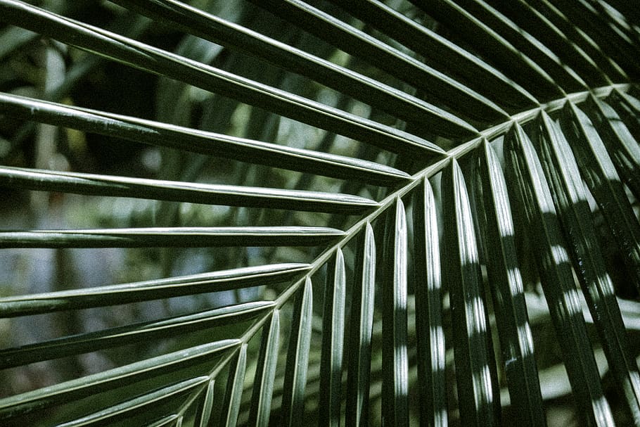 Pflanze, Blatt, Tröpfchen, Venen, Spinnennetz, Farn, blühen, Blume, Gang, Geländer, Lupine, Grün, Muster, Textur, draußen, Garten, Laube, fraktal, Ornament, Palmblatt, Palme, keine Leute, Vollbild, Hintergründe, Wachstum, Tag, Baum, Pflanzenteil, Nahansicht, Natur, Wedel, tropisches Klima, grüne Farbe, Schönheit in der Natur, Bambuspflanze, 5K