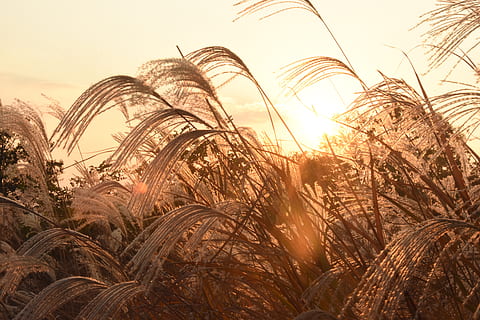 Sonnenuntergang, Schilf, Himmel, Pflanze, Wachstum, Natur, Feld, Land, Sonnenlicht, Ernte, Schönheit in der Natur, Landwirtschaft, keine Leute, Ruhe, Getreidepflanze, Landschaft, Tag, Sonne, ländliche Szene, Bauernhof, Flachwinkelansicht, draußen, Linseneffekt, Stiel, 5K, CC0, gemeinfrei, lizenzfrei