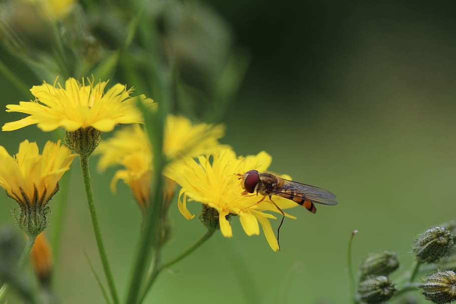 Schwebfliegen, porcelle, Asteraceae, blühende Pflanze, Blume, wirbellos, Insekt, Gelb, Zerbrechlichkeit, Pflanze, Verletzlichkeit, Tiere in freier Wildbahn, Tierwelt, Tier, Tierthemen, Schönheit in der Natur, Blütenblatt, Frische, Blütenkopf, ein Tier, Wachstum, Nahansicht, Blütenstand, Bestäubung, keine Leute, Tierflügel, Pollen, draußen, 5K