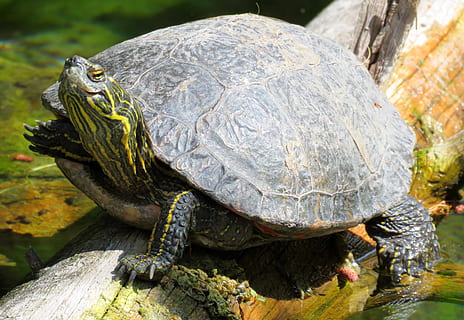 turtle, turtle head, tortoise, shell, animal themes, reptile, animal, animal wildlife, one animal, animals in the wild, vertebrate, animal shell, close-up, day, no people, tortoise shell, nature, outdoors, focus on foreground, water, amphibian, marine, animal head, 4K, CC0, public domain, royalty free