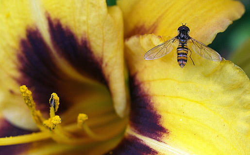 floare, insectă, hover fly, nevertebrat, a închide, frumusețe în natură, vulnerabilitate, planta cu flori, fragilitate, petală, galben, plantă, animal, animale tematice, prospeţime, animale sălbatice, natură, polen, animale în sălbăticie, cap de floare, selectiv, nici o persoana, în aer liber, animal aripă, polenizare, 2K, CC0, domeniu public, fără drepturi de autor